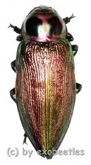 Euchroma gigantea gigantea ( 50 – 54 )