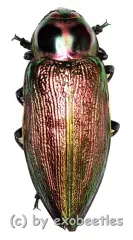 Euchroma gigantea gigantea ( 50 – 54 )