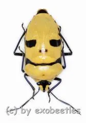 Eucorysses grandis ( Maskenwanze ) ( 20 – 29 )
