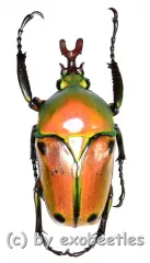 Eudicella colmanti edohi ( 40 – 44 )