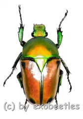 Eudicella colmanti edohi ( 30 – 34 ) A1-