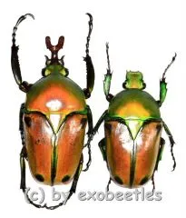 Eudicella colmanti edohi ( M 30 – 34 ) A2