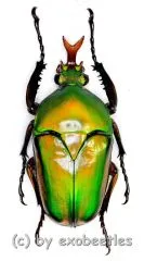 Eudicella darwiniana ( 35 – 39 )