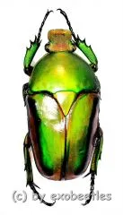 Eudicella frontalis