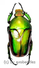 Eudicella frontalis