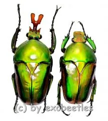Eudicella frontalis ( M 35 – 39 )