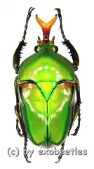 Eudicella morgani togolensis ( 40 – 44 )