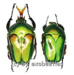 Eudicella morgani togolensis ( M 40 – 44 ) A2