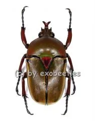 Eudicella smithi shiratica ( Zucht ) A1/A2
