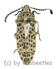 Eulichas ( Eulichas ) pantherina sp. ( 25 – 29 )