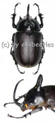 Eupatorus birmanicus