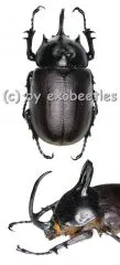 Eupatorus birmanicus