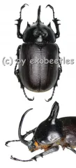 Eupatorus birmanicus