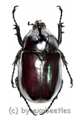 Eupatorus endoi ( 35 – 39 )