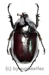 Eupatorus endoi ( 35 – 39 )