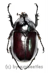 Eupatorus endoi ( 35 – 39 )