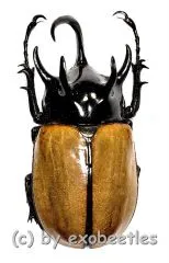 Eupatorus gracilicornis #2 ( 70 )