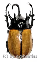 Eupatorus gracilicornis #2 ( 70 )