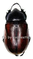 Eupatorus gracilicornis gracilicornis ( 45 – 49 )