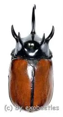 Eupatorus gracilicornis gracilicornis ( 60 – 64 )