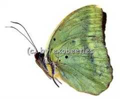 Euphaedra harpalyce harpalyce
