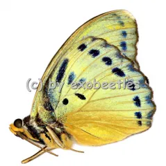 Euphaedra margaritifera A2