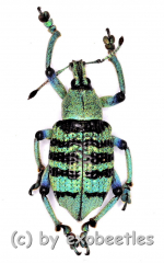 Eupholus bortolussii ( 15 – 24 )