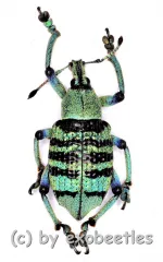 Eupholus bortolussii ( 15 – 24 )