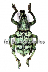 Eupholus chevrolati ( 20 – 24 )