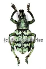 Eupholus chevrolati ( 20 – 24 )