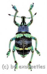 Eupholus mimikanus ( 15 – 24 )