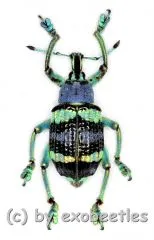 Eupholus mimikanus ( 15 – 24 )