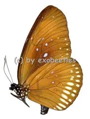 Euploea modesta modesta