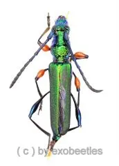 Euporus plagiatus ( 10 – 14 )