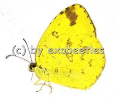Eurema blanda silhetana A2