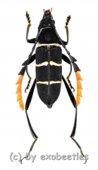 Euryarthrum kalimantanense ( 15 – 24 )