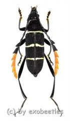 Euryarthrum kalimantanense ( 15 – 24 )