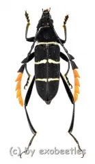 Euryarthrum kalimantanense ( 15 – 24 )