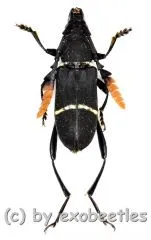 Euryarthrum ohbayashi ( 15 – 24 )