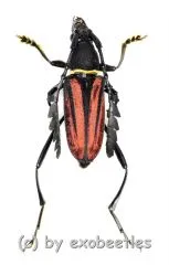 Euryarthrum takakuwai