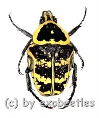 Euryomia argentae