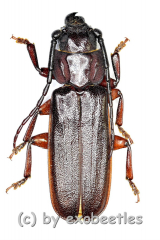 Eurypoda antennata antennata ( 25 – 29 )