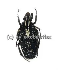 Euselates ( Euselates ) stictica var.3