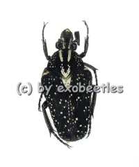 Euselates ( Euselates ) stictica var.3