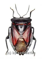 Eusthenes robustus ( 30 – 39 )