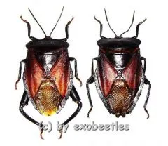 Eusthenes robustus ( 30 – 39 )