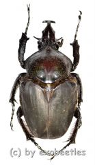 Fornasinius klingbeili ( 55 )