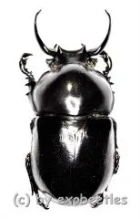 Fruhstorferia anthracina ( 40 – 44 )