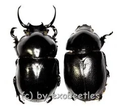 Fruhstorferia anthracina A2