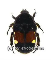 5 x Gametis bealiae var.